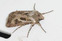Agrotis vestigialis