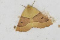 Crocallis elinguaria