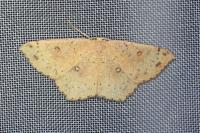 Cyclophora porata