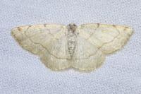 Stegania trimaculata