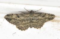 Peribatodes rhomboidaria