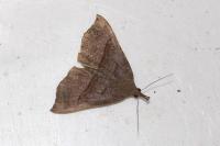 Hypena proboscidalis