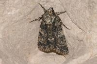 Acronicta rumicis
