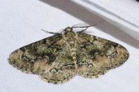 Cleorodes lichenaria