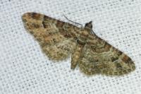 Gymnoscelis rufifasciata