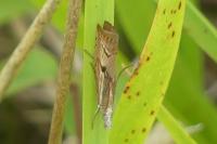 Agriphila geniculea