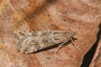 Nomophila noctuella