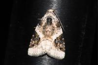 Pseudeustrotia candidula