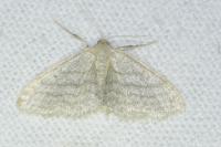 Idaea subsericeata