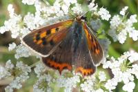 Lycaena phlaeas