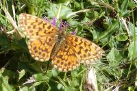 Boloria dia