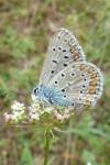 Polyommatus icarus