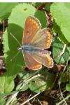 Aricia agestis