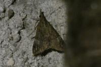 Hypena obsitalis