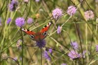 Aglais io