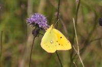 Colias crocea