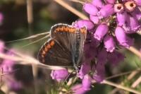 Aricia agestis
