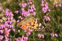 Vanessa cardui