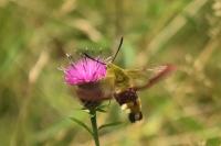 Hemaris fuciformis