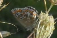 Aricia agestis