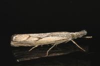 Agriphila geniculea