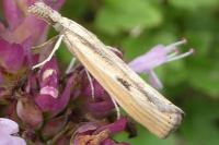 Agriphila inquinatella