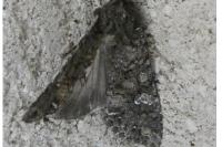 Mamestra brassicae