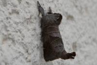 Clostera pigra