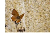 Cacyreus marshalli