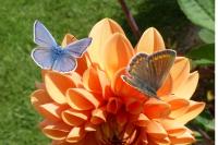 Polyommatus icarus