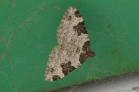 Xanthorhoe fluctuata