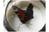 Aglais io
