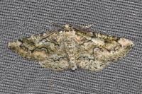 Cleorodes lichenaria