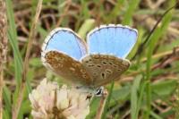 Lysandra bellargus