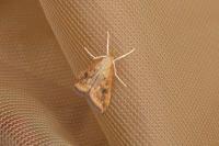 Udea ferrugalis