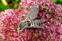 Agrius convolvuli
