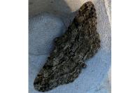 Peribatodes rhomboidaria