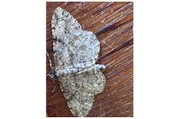 Peribatodes rhomboidaria