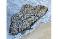 Peribatodes rhomboidaria