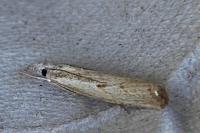 Agriphila geniculea