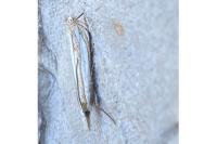 Crambus pascuella