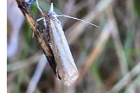 Crambus pascuella