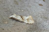 Cochylimorpha straminea