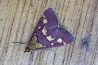 Pyrausta purpuralis