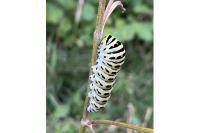 Papilio machaon