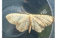 Idaea dimidiata