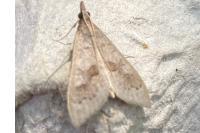 Mecyna asinalis