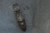 Notocelia incarnatana