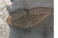 Scotopteryx luridata