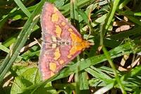 Pyrausta purpuralis